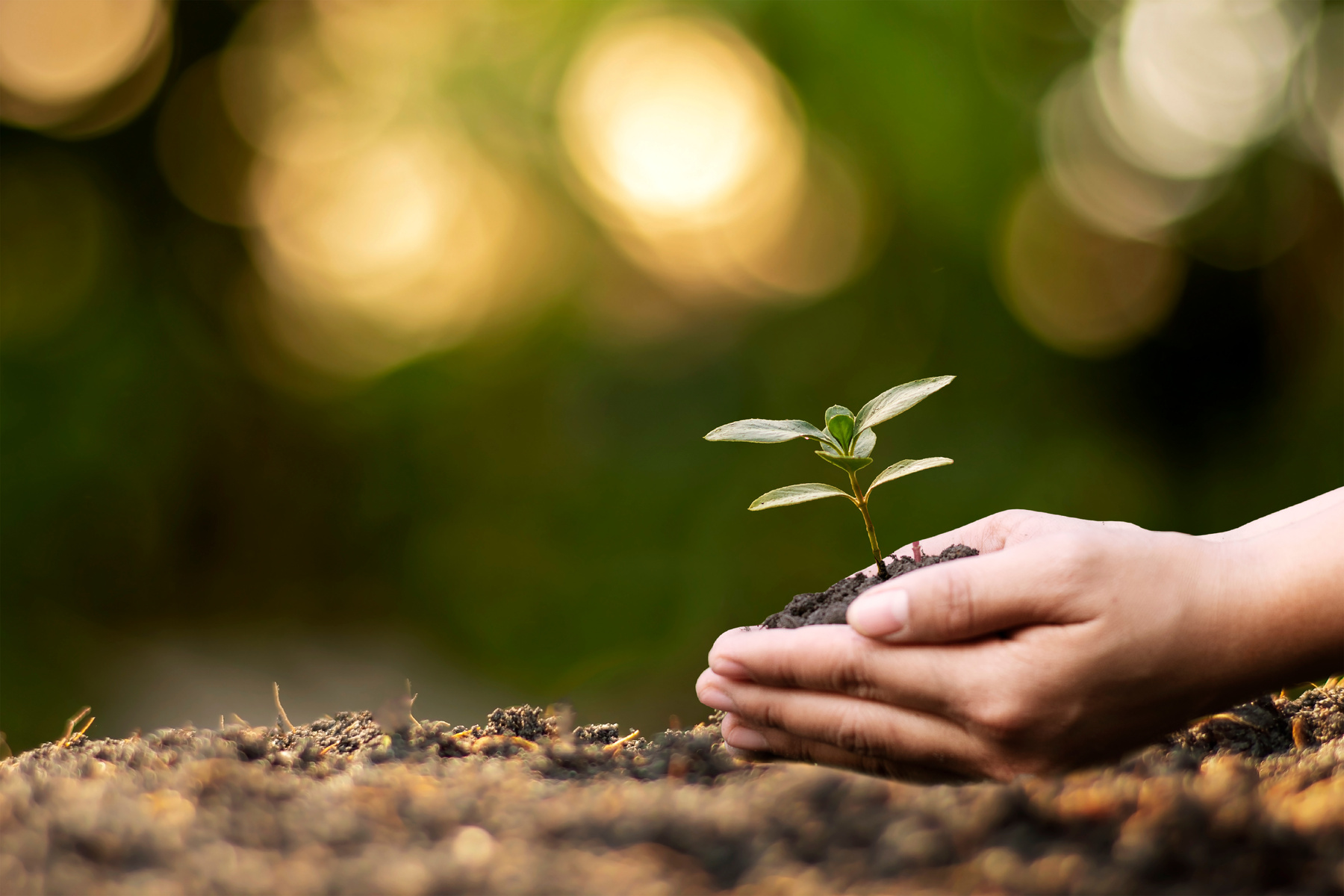 Person Plating a Seedling